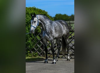 Zangersheider, Mare, 7 years, 16.1 hh, Grey-Dapple
