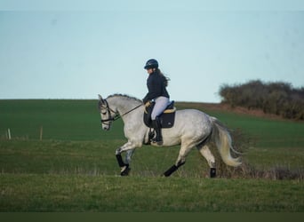 Zangersheider, Mare, 7 years, 16.1 hh, Grey-Dark-Tan