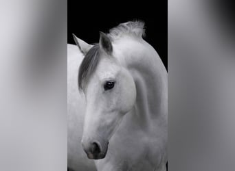 Zangersheider, Mare, 7 years, 16.1 hh, Grey-Dark-Tan