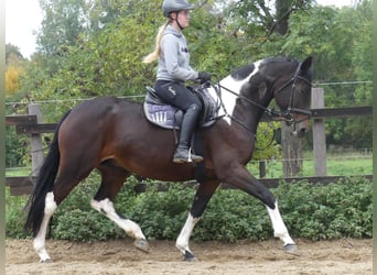 Zangersheider, Mare, 7 years, 16.1 hh, Pinto Zangersheider, Mare, 7 years, 16.1 hh, Pinto