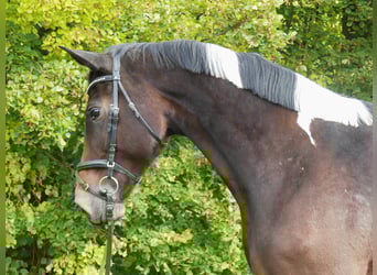 Zangersheider, Mare, 7 years, 16.1 hh, Pinto Zangersheider, Mare, 7 years, 16.1 hh, Pinto