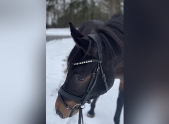 Zangersheider, Mare, 7 years, 16.1 hh, Smoky-Black