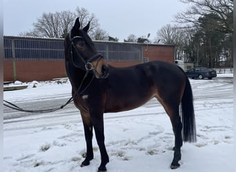 Zangersheider, Mare, 7 years, 16.1 hh, Smoky-Black