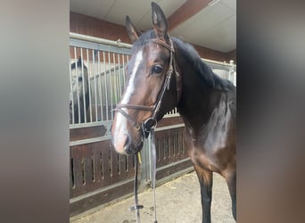 Zangersheider, Mare, 7 years, 16.2 hh, Bay-Dark