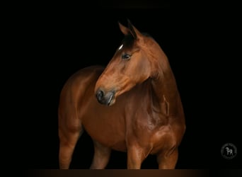 Zangersheider, Mare, 7 years, 16.2 hh, Bay