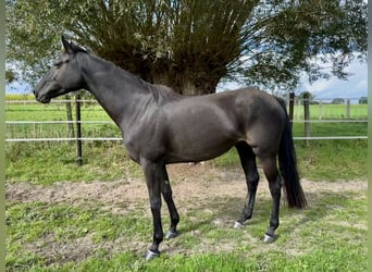 Zangersheider, Mare, 7 years, 16,2 hh, Black