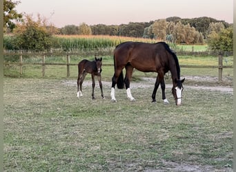 Zangersheider, Mare, 7 years, 16.2 hh, Brown