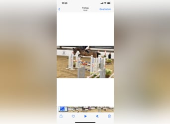 Zangersheider, Mare, 7 years, 16.2 hh, Brown