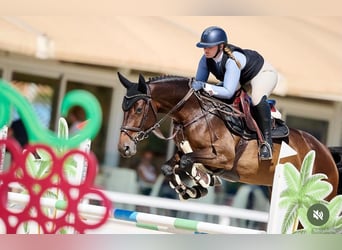 Zangersheider, Mare, 7 years, 16.2 hh, Brown