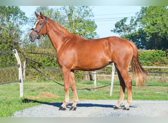Zangersheider, Mare, 7 years, 16.2 hh, Chestnut-Red