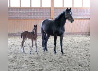 Zangersheider, Stute, 7 Jahre, 16 hh, Dunkelbrauner