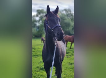 Zangersheider, Mare, 7 years, 16 hh, Black