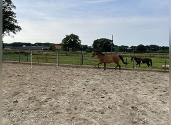 Zangersheider, Mare, 7 years, 16 hh, Brown-Light