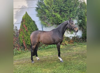 Zangersheider, Mare, 7 years, 16 hh, Brown