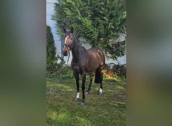 Zangersheider, Mare, 7 years, 16 hh, Brown