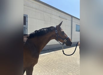 Zangersheider, Mare, 7 years, 16 hh, Brown
