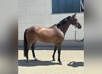Zangersheider, Mare, 7 years, 16 hh, Brown