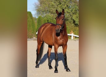 Zangersheider, Mare, 7 years, 16 hh, Brown