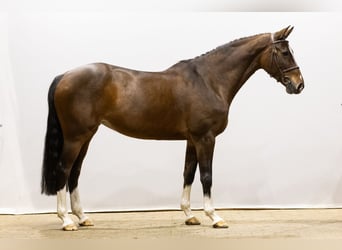 Zangersheider, Mare, 7 years, 16 hh, Brown