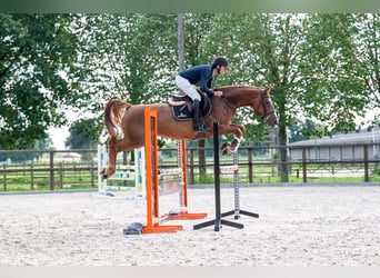 Zangersheider, Mare, 7 years, 16 hh, Chestnut-Red