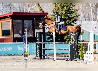 Zangersheider, Mare, 7 years, 16 hh, Chestnut