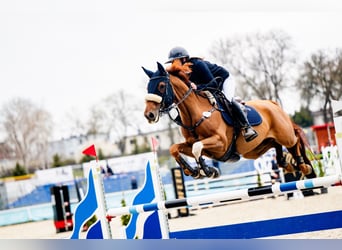 Zangersheider, Mare, 7 years, 16 hh, Chestnut