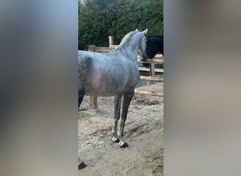 Zangersheider, Mare, 7 years, 16 hh, Gray