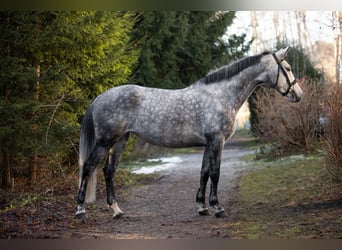 Zangersheider, Mare, 7 years, 16 hh, Grey-Dapple