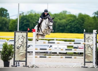 Zangersheider, Mare, 7 years, 16 hh, Grey