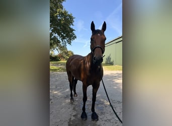 Zangersheider, Mare, 7 years, 16 hh
