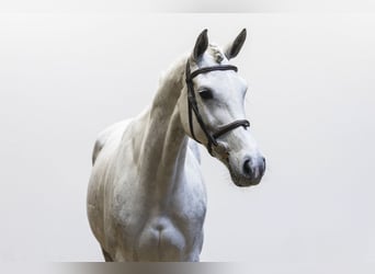 Zangersheider, Mare, 7 years, 16 hh