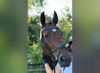 Zangersheider, Mare, 7 years, 16,1 hh, Brown