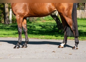 Zangersheider, Mare, 7 years, 16,1 hh, Brown