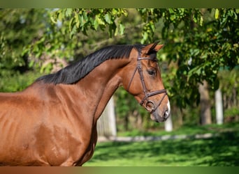 Zangersheider, Mare, 7 years, 16,1 hh, Brown