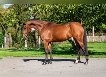 Zangersheider, Mare, 7 years, 16,1 hh, Brown