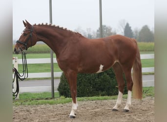Zangersheider, Mare, 7 years, 16,1 hh, Chestnut-Red