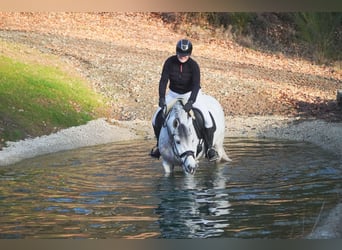 Zangersheider, Mare, 7 years, 16,1 hh, Grey-Dark-Tan