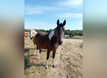 Zangersheider, Mare, 7 years, 16,1 hh, Pinto