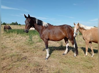 Zangersheider, Mare, 7 years, 16,1 hh, Pinto