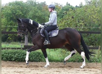 Zangersheider, Mare, 7 years, 16,1 hh, Pinto