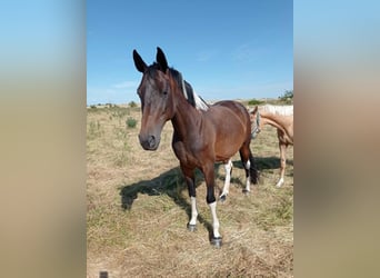 Zangersheider, Mare, 7 years, 16,1 hh, Pinto