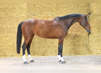 Zangersheider, Mare, 7 years, 16,2 hh, Bay