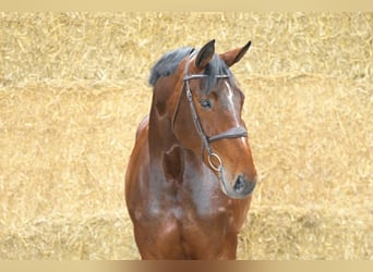 Zangersheider, Mare, 7 years, 16,2 hh, Bay