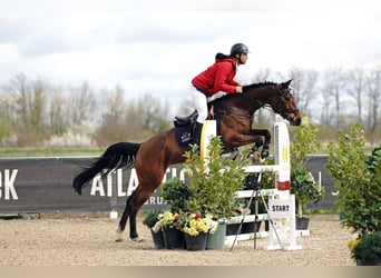 Zangersheider, Mare, 7 years, 16,2 hh, Brown-Light