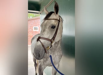 Zangersheider, Mare, 7 years, 16,2 hh, Grey