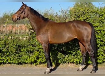 Zangersheider, Mare, 7 years, 17.1 hh, Bay-Dark