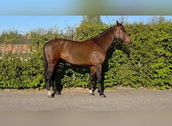Zangersheider, Mare, 7 years, 17.1 hh, Bay-Dark