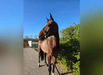 Zangersheider, Mare, 7 years, 17.1 hh, Bay-Dark
