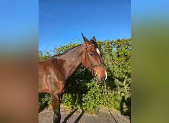 Zangersheider, Mare, 7 years, 17.1 hh, Bay-Dark