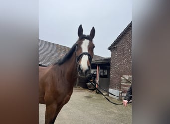 Zangersheider, Mare, 7 years, 17,1 hh, Brown